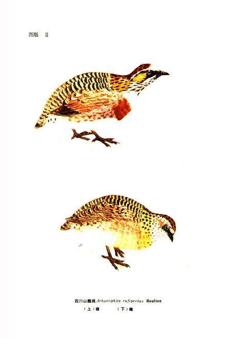 《四川资源动物志·第三卷(鸟类)》.pdf电子版_四川省志预览图3