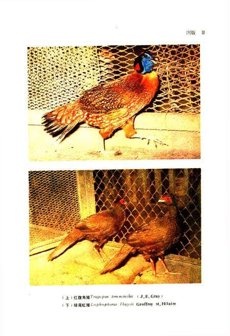 《四川资源动物志·第三卷(鸟类)》.pdf电子版_四川省志预览图4