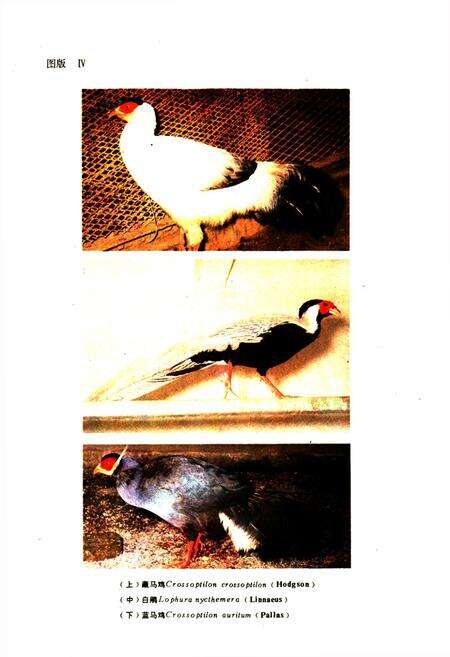 《四川资源动物志·第三卷(鸟类)》.pdf电子版_四川省志预览图5