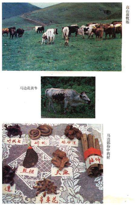 《马边彝族自治县概况》.pdf电子版_四川省志预览图5