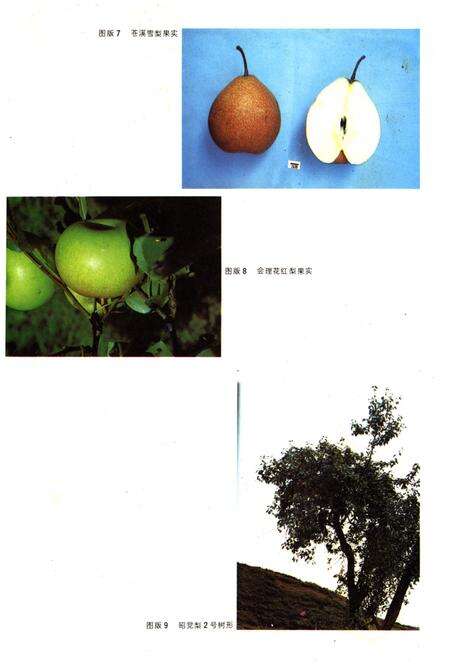 《四川梨志》.pdf电子版_四川省志预览图5