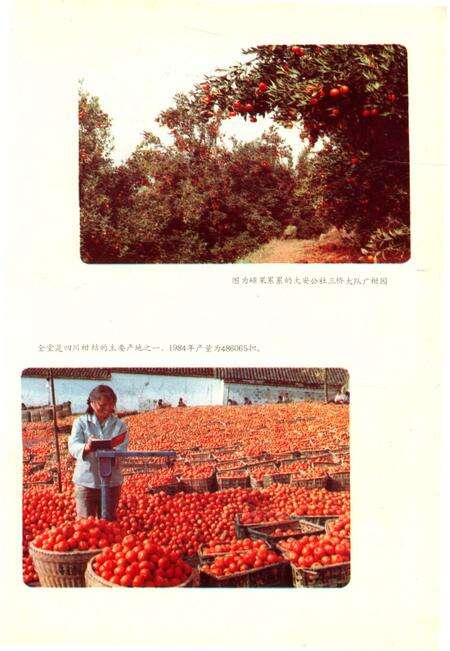 《四川省金堂县地名志》.pdf电子版_四川省志预览图2