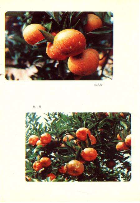 《四川省金堂县地名志》.pdf电子版_四川省志预览图3