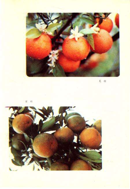 《四川省金堂县地名志》.pdf电子版_四川省志预览图4