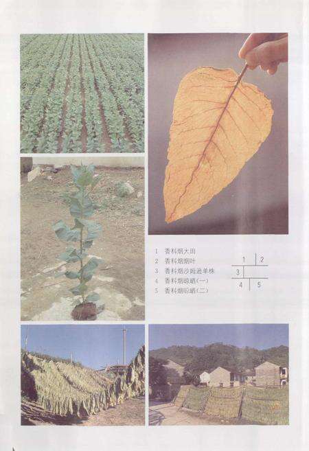 《浙江省烟草志》.pdf电子版_浙江省志预览图5
