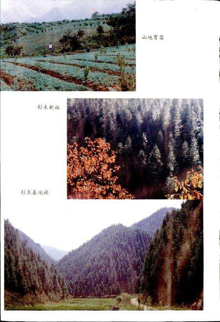 《富阳县林业志》.pdf电子版_浙江省志预览图4