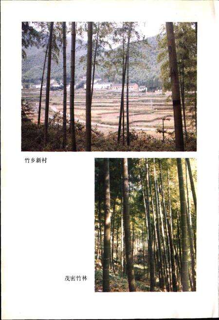 《安吉林业志》.pdf电子版_浙江省志预览图4