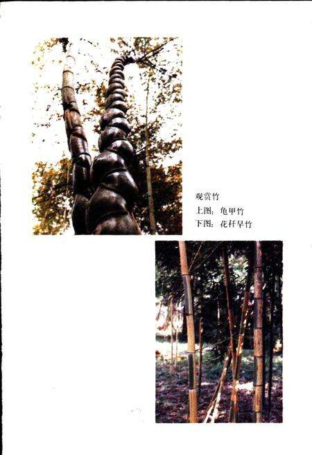 《安吉林业志》.pdf电子版_浙江省志预览图5