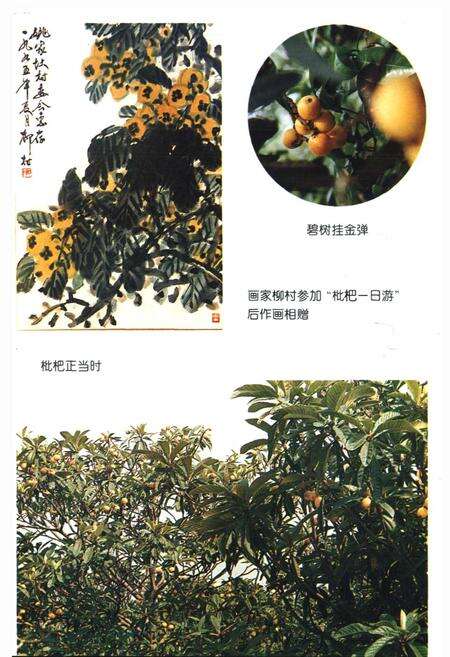 《姚家埭村志》.pdf电子版_浙江省志预览图3