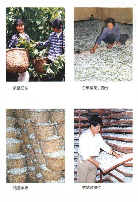 《姚家埭村志》.pdf电子版_浙江省志预览图4