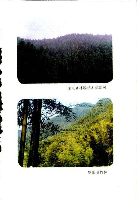 《武义县林业志》.pdf电子版_浙江省志预览图5