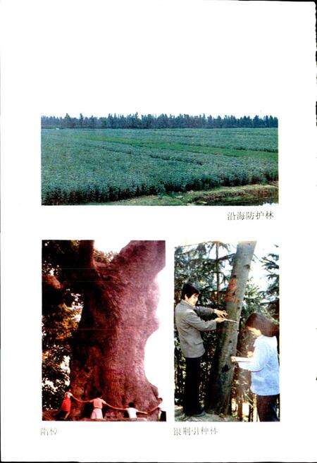 《临海林业特产志》.pdf电子版_浙江省志预览图3