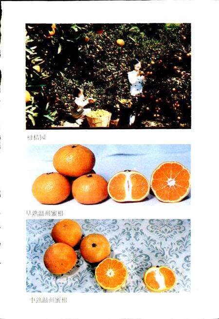 《临海林业特产志》.pdf电子版_浙江省志预览图4