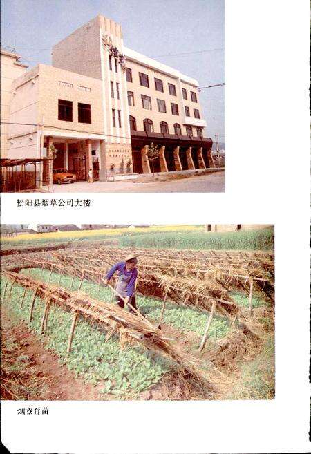 《松阳烟草志》.pdf电子版_浙江省志预览图3