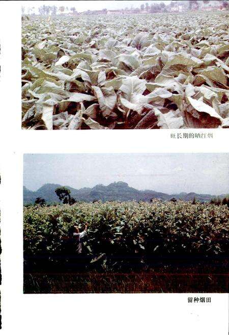 《松阳烟草志》.pdf电子版_浙江省志预览图4