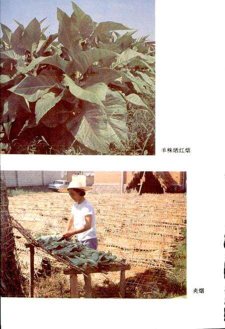 《松阳烟草志》.pdf电子版_浙江省志预览图5