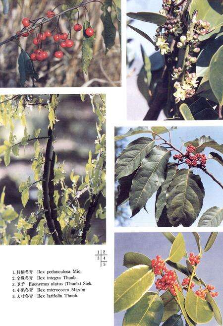 《浙江植物志 第四卷 冬青科—山茱萸科》.pdf电子版_浙江省志预览图4