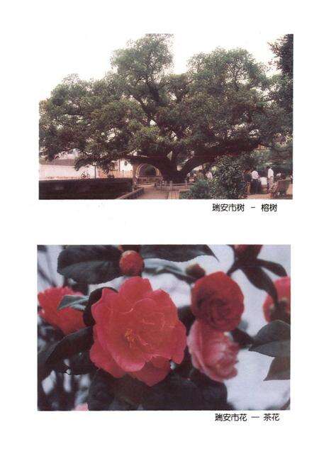 《瑞安林业特产志》.pdf电子版_浙江省志预览图2