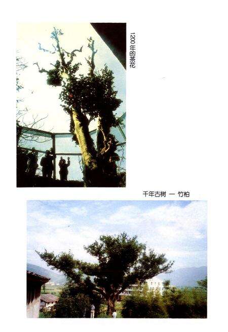 《瑞安林业特产志》.pdf电子版_浙江省志预览图3