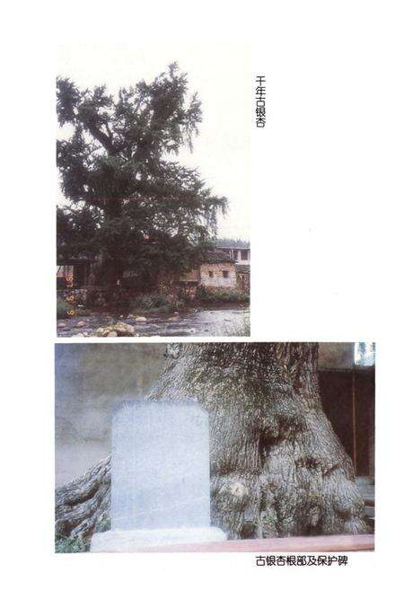 《瑞安林业特产志》.pdf电子版_浙江省志预览图4