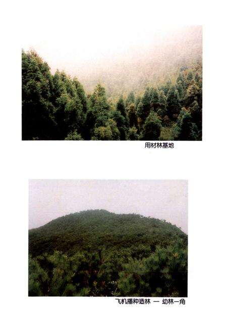 《瑞安林业特产志》.pdf电子版_浙江省志预览图5