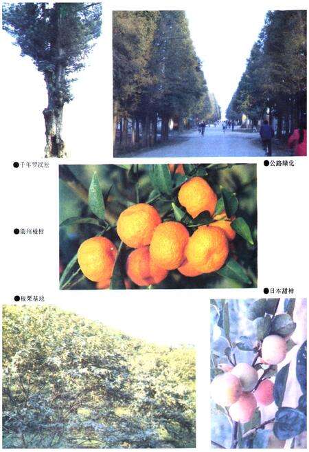 《忂县林业志》.pdf电子版_浙江省志预览图5