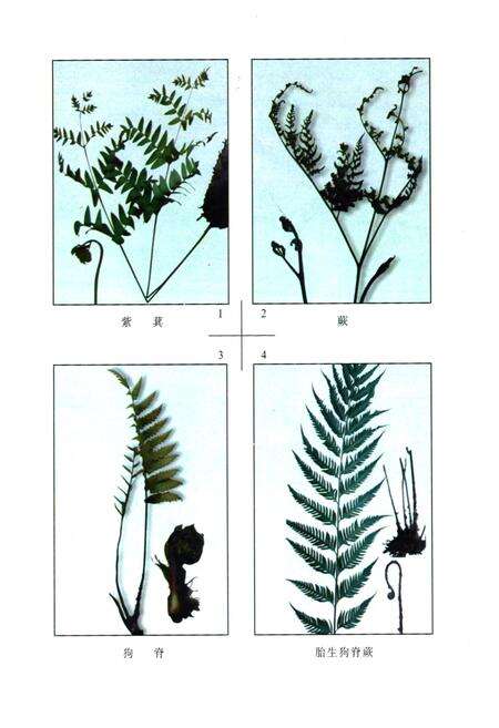 《文成县野生蔬菜资源志》.pdf电子版_浙江省志预览图4