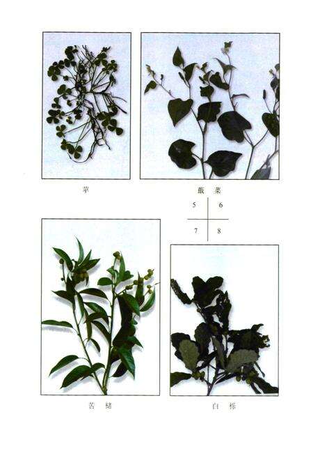 《文成县野生蔬菜资源志》.pdf电子版_浙江省志预览图5