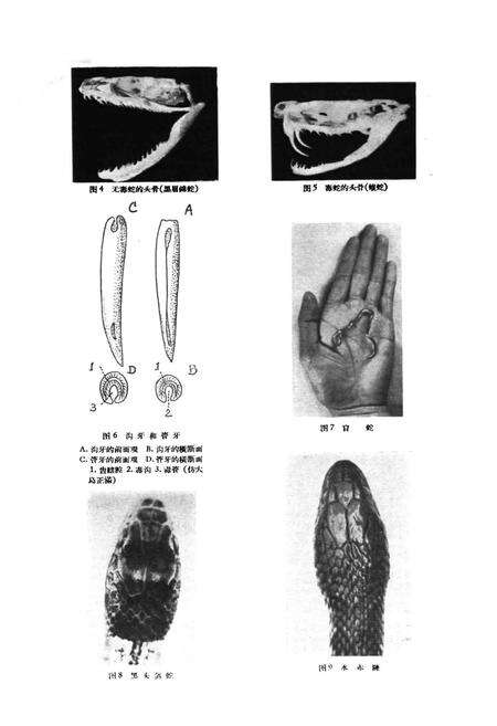 《浙江蛇类志》.pdf电子版_浙江省志预览图3