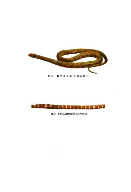 《浙江蛇类志》.pdf电子版_浙江省志预览图4