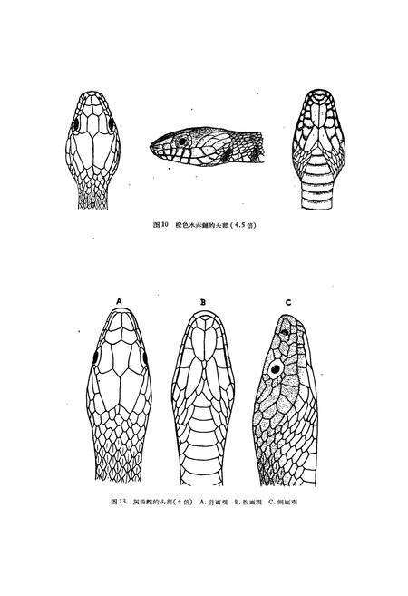 《浙江蛇类志》.pdf电子版_浙江省志预览图5