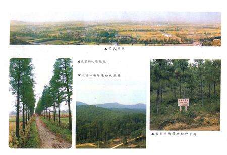 《余杭县林业志1910-1987年》.pdf电子版_浙江省志预览图2