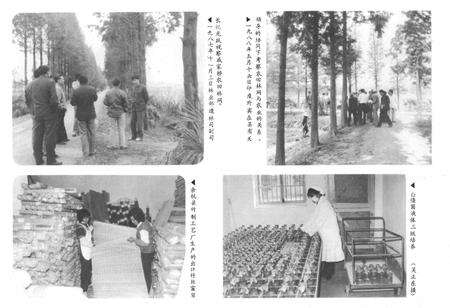 《余杭县林业志1910-1987年》.pdf电子版_浙江省志预览图5