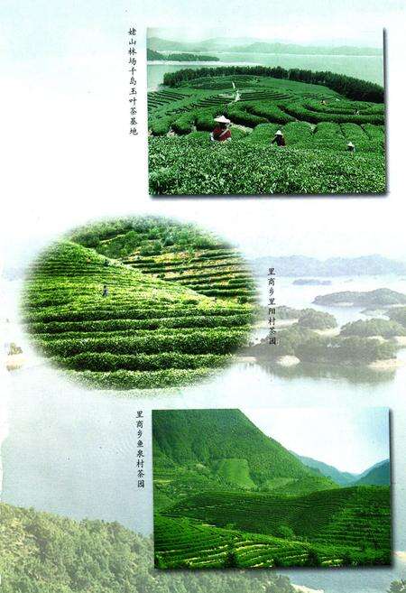 《淳安县茶业志》.pdf电子版_浙江省志预览图2