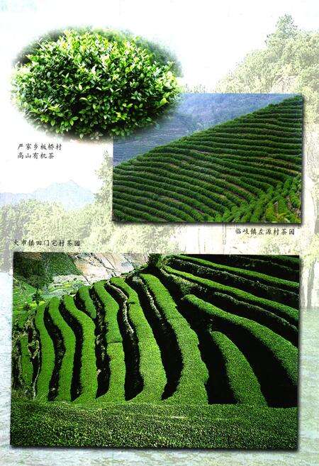 《淳安县茶业志》.pdf电子版_浙江省志预览图3