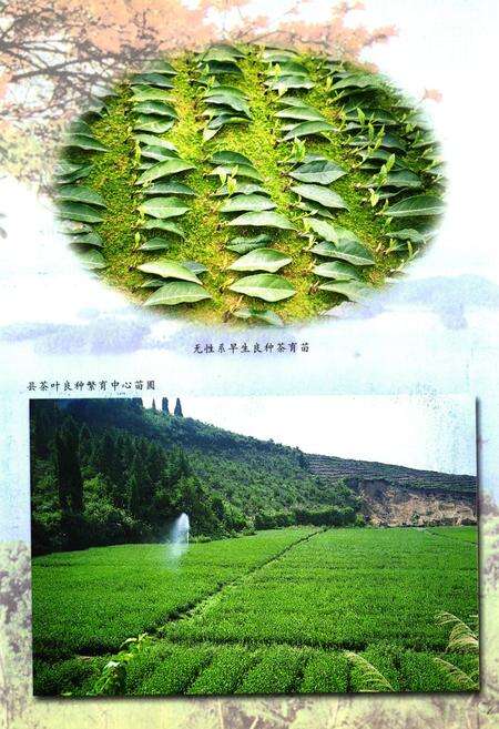 《淳安县茶业志》.pdf电子版_浙江省志预览图4