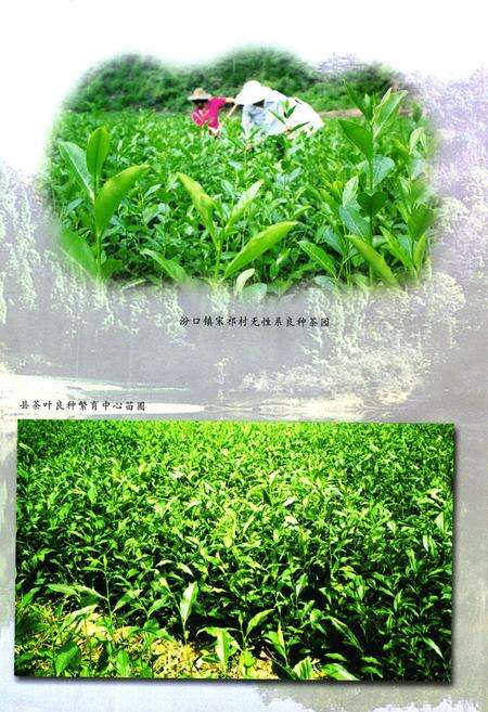 《淳安县茶业志》.pdf电子版_浙江省志预览图5