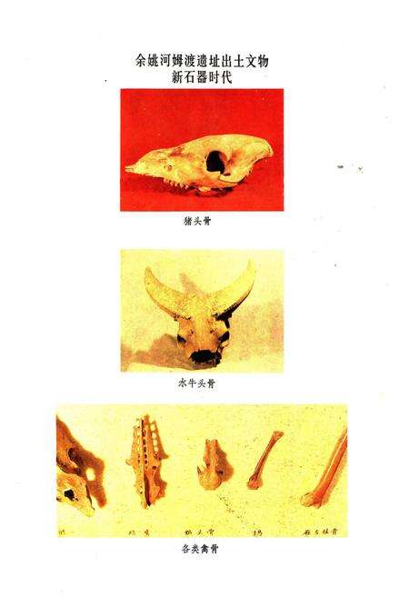 《浙江省畜禽品种志》.pdf电子版_浙江省志预览图4