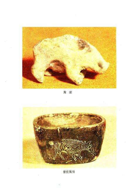 《浙江省畜禽品种志》.pdf电子版_浙江省志预览图5