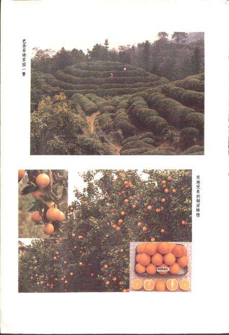 《四川省铜梁县地名录》.pdf电子版_重庆市志预览图5