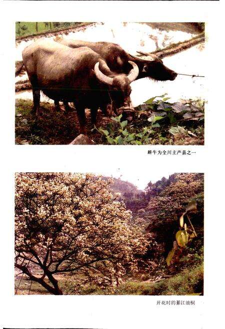 《四川省綦江县地名录》.pdf电子版_重庆市志预览图3