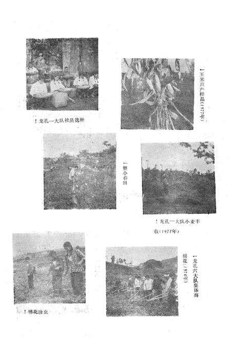 《农业局志》.pdf电子版_重庆市志预览图2