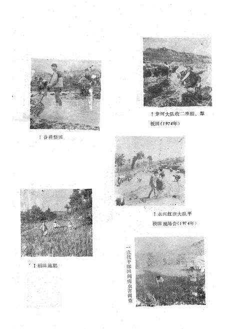 《农业局志》.pdf电子版_重庆市志预览图3