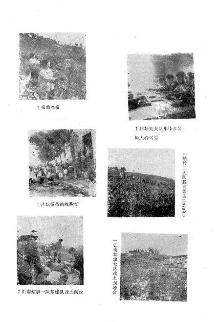 《农业局志》.pdf电子版_重庆市志预览图4