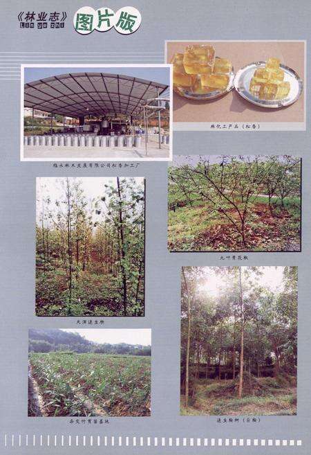 《永川市林业志(1986-2006)》.pdf电子版_重庆市志预览图3