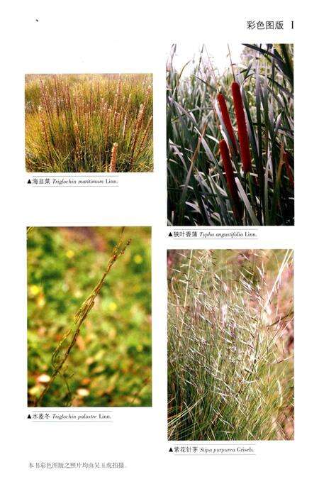 《昆仑植物志 第4卷》.pdf电子版_重庆市志预览图5