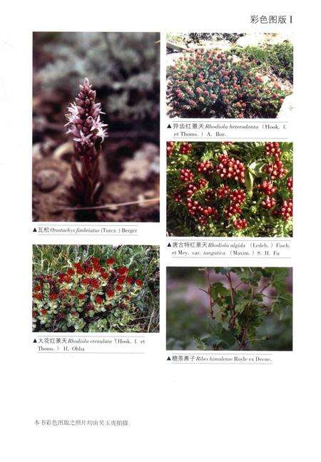 《昆仑植物志 第二卷》.pdf电子版_重庆市志预览图5