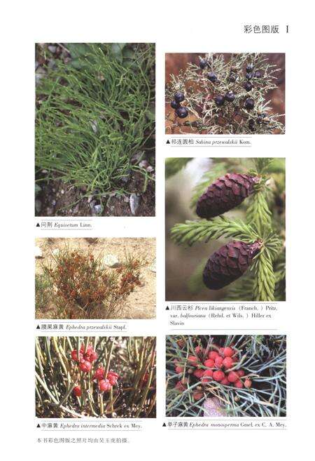 《昆仑植物志 第一卷》.pdf电子版_重庆市志预览图5