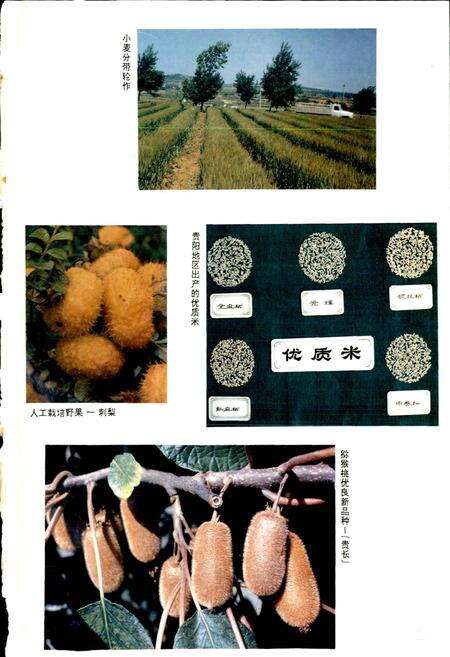 《贵阳市志 农林水利蔬菜志》.pdf电子版_贵州省志预览图5