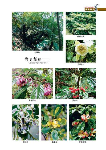 《绿春县志(1978-2005)》.pdf电子版_云南省志预览图5